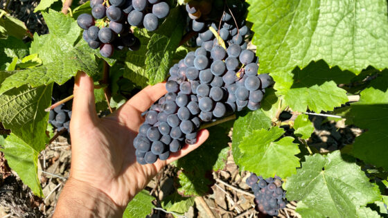 Hand hält einen Bund Spätburgunder-Trauben in der Ahr-Weinregion