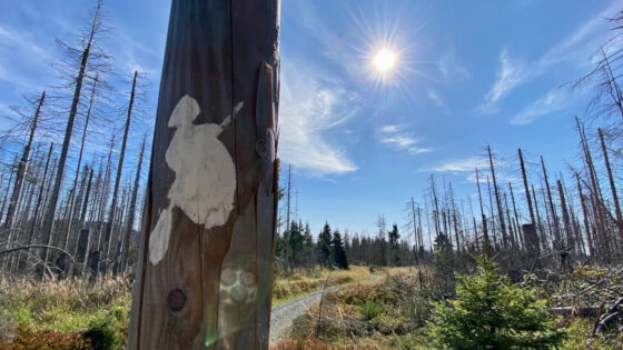 Harzer-Hexen-Stieg-Logo im Vordergrund mit abgestorbenen Bäumen nach Borkenkäferschäden